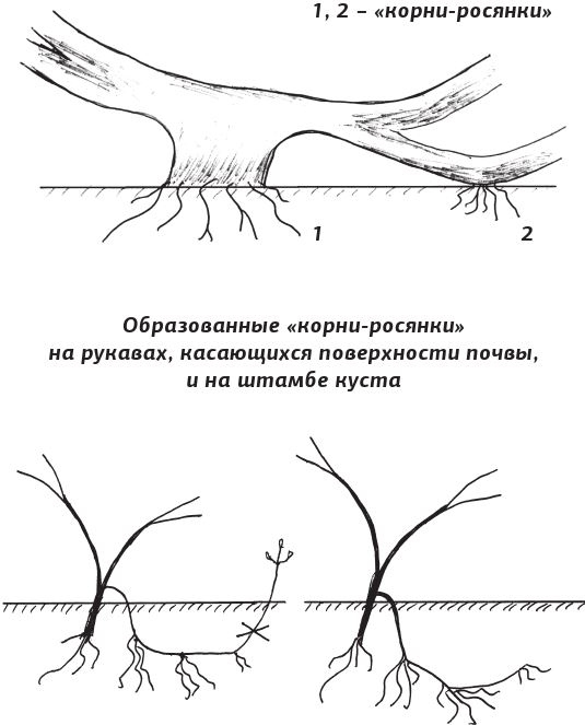 Как вырастить виноград и другие любимые ягоды