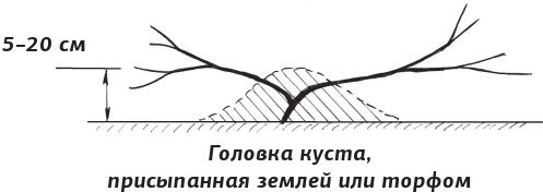 Как вырастить виноград и другие любимые ягоды