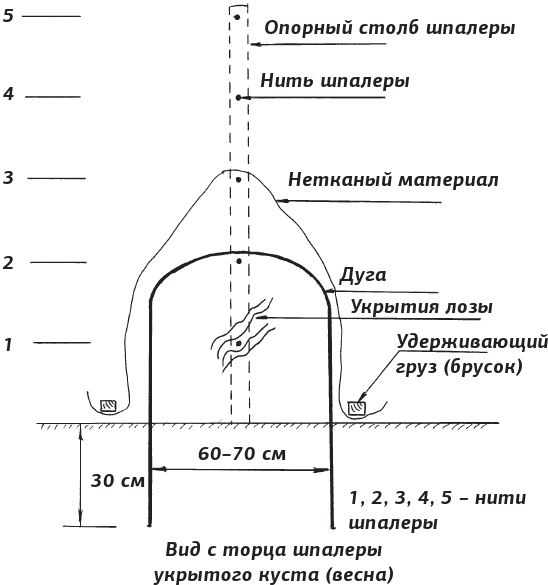 Как вырастить виноград и другие любимые ягоды