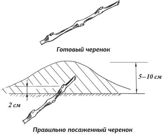 Как вырастить виноград и другие любимые ягоды