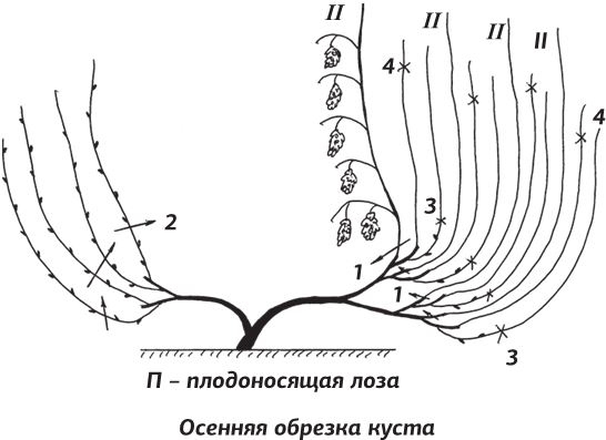 Как вырастить виноград и другие любимые ягоды