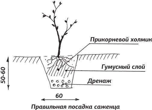 Как вырастить виноград и другие любимые ягоды