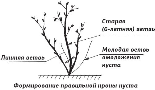 Как вырастить виноград и другие любимые ягоды