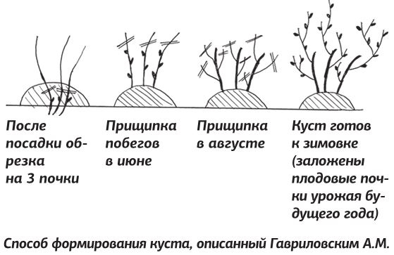 Как вырастить виноград и другие любимые ягоды