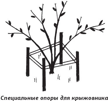 Как вырастить виноград и другие любимые ягоды