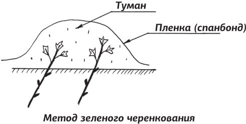 Как вырастить виноград и другие любимые ягоды