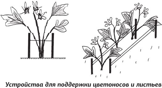 Как вырастить виноград и другие любимые ягоды