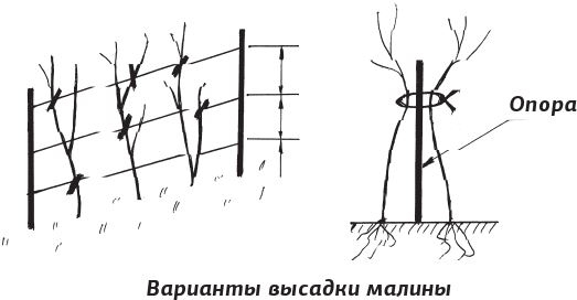 Как вырастить виноград и другие любимые ягоды