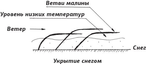 Как вырастить виноград и другие любимые ягоды