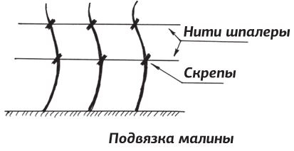 Как вырастить виноград и другие любимые ягоды