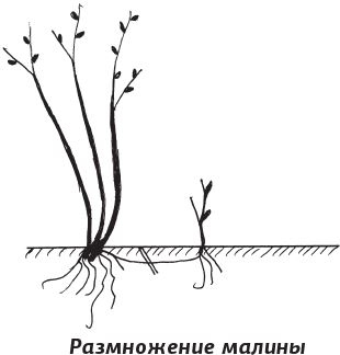 Как вырастить виноград и другие любимые ягоды