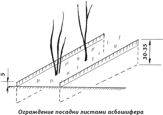 Как вырастить виноград и другие любимые ягоды