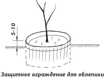 Как вырастить виноград и другие любимые ягоды