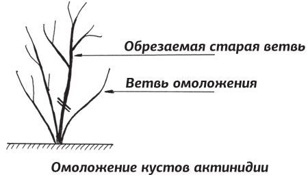 Как вырастить виноград и другие любимые ягоды