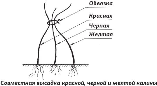 Как вырастить виноград и другие любимые ягоды