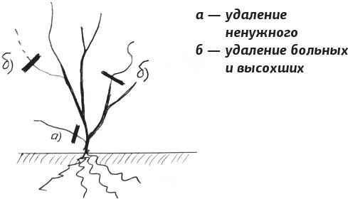 Как вырастить виноград и другие любимые ягоды