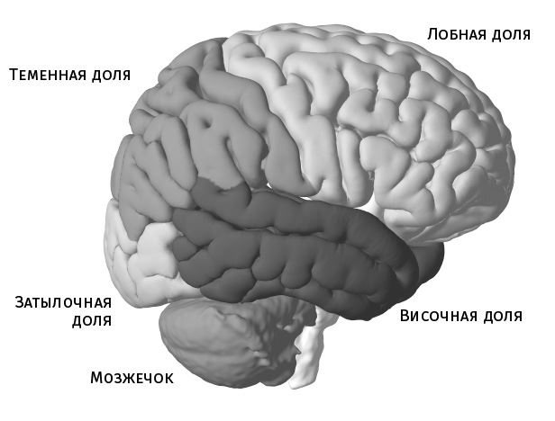 Потерявшая разум. Откровенная история нейроученого о болезни, надежде и возвращении