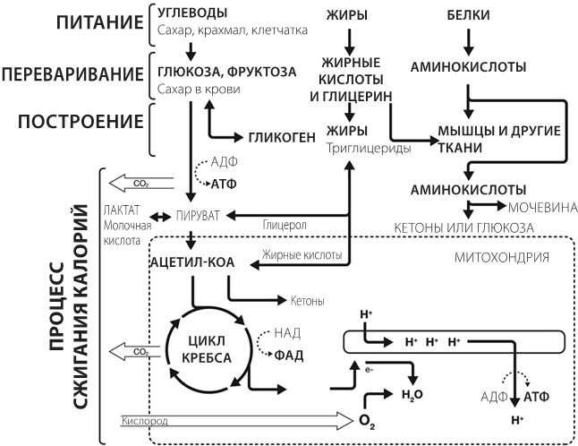 Sapiens на диете. Всемирная история похудения, или Антропологический взгляд на метаболизм