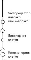 Как мы видим? Нейробиология зрительного восприятия