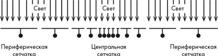 Как мы видим? Нейробиология зрительного восприятия