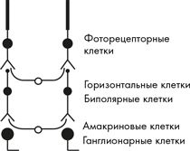 Как мы видим? Нейробиология зрительного восприятия