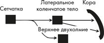 Как мы видим? Нейробиология зрительного восприятия