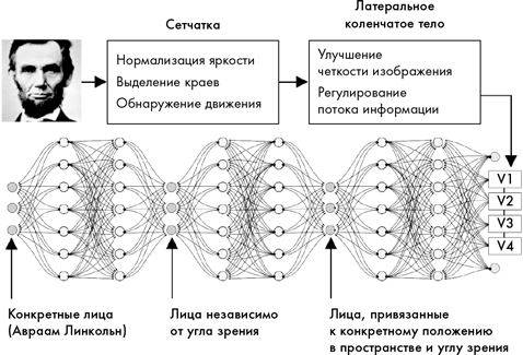 Как мы видим? Нейробиология зрительного восприятия