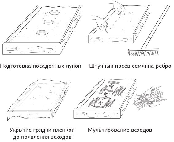 Как вырастить свою рассаду и разбить правильные грядки