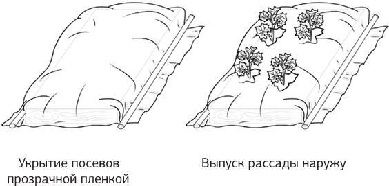 Как вырастить свою рассаду и разбить правильные грядки