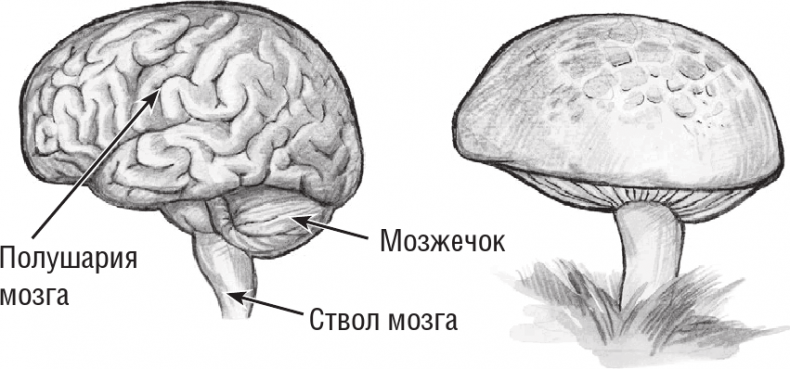 Хрупкий мозг. Инсульту не быть?