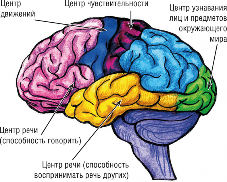 Хрупкий мозг. Инсульту не быть?