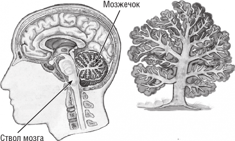 Хрупкий мозг. Инсульту не быть?