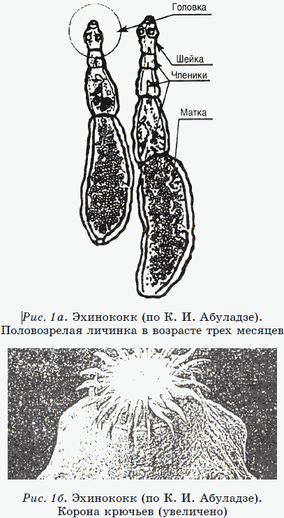 Новые тайны нераспознанных диагнозов. Книга 2