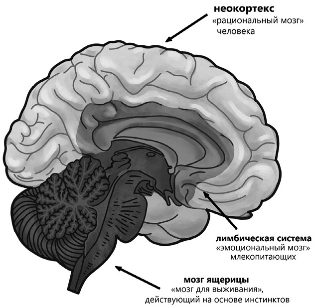 Семь с половиной уроков о мозге. Почему мозг устроен не так, как мы думали