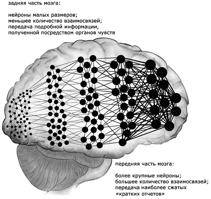 Семь с половиной уроков о мозге. Почему мозг устроен не так, как мы думали