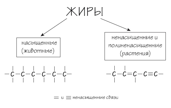 Как химичит наш организм: принципы правильного питания