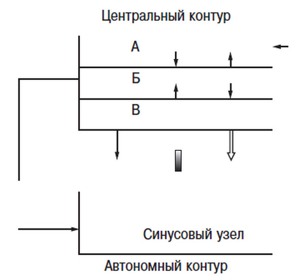 Сердце спортсмена. Актуальные проблемы спортивной кардиологии