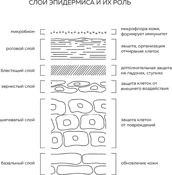 Бьюти на всю голову. Все, что нужно знать о современном уходе, инновациях в косметике и уловках индустрии красоты