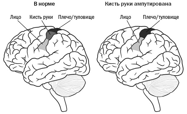 Живой мозг. Удивительные факты о нейропластичности и возможностях мозга