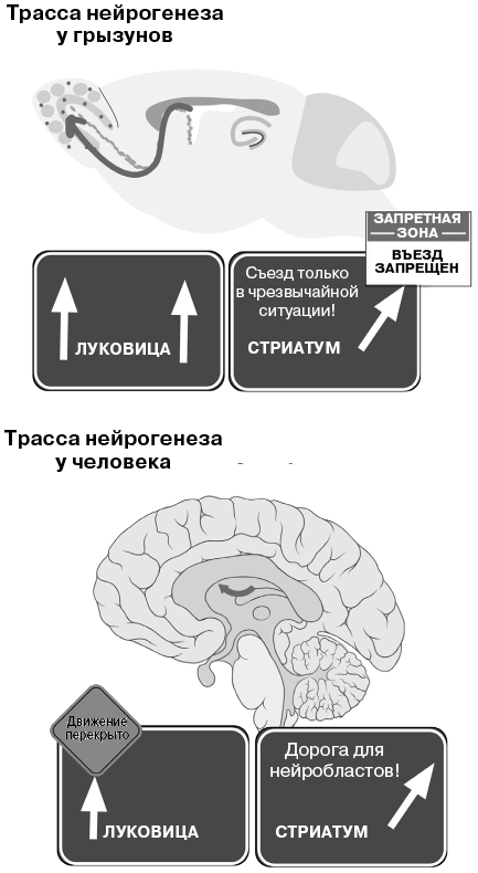 Революция в голове. Как новые нервные клетки омолаживают мозг