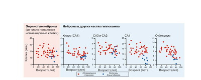 Революция в голове. Как новые нервные клетки омолаживают мозг