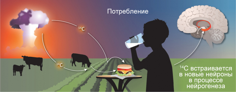 Революция в голове. Как новые нервные клетки омолаживают мозг