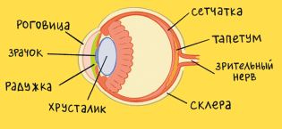 Секреты кошек. Как понять кошку и стать ей другом