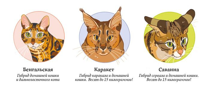 Секреты кошек. Как понять кошку и стать ей другом