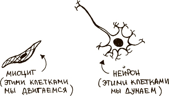 Укротители лимфоцитов и другие неофициальные лица