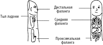 Большой атлас целительных точек. Китайская медицина на страже здоровья и долголетия