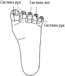 Большой атлас целительных точек. Китайская медицина на страже здоровья и долголетия