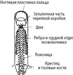 Большой атлас целительных точек. Китайская медицина на страже здоровья и долголетия