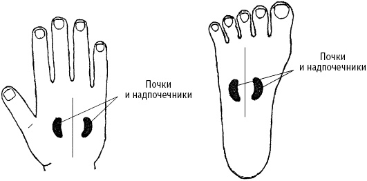 Большой атлас целительных точек. Китайская медицина на страже здоровья и долголетия