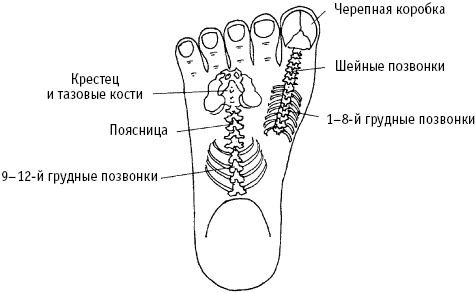 Большой атлас целительных точек. Китайская медицина на страже здоровья и долголетия